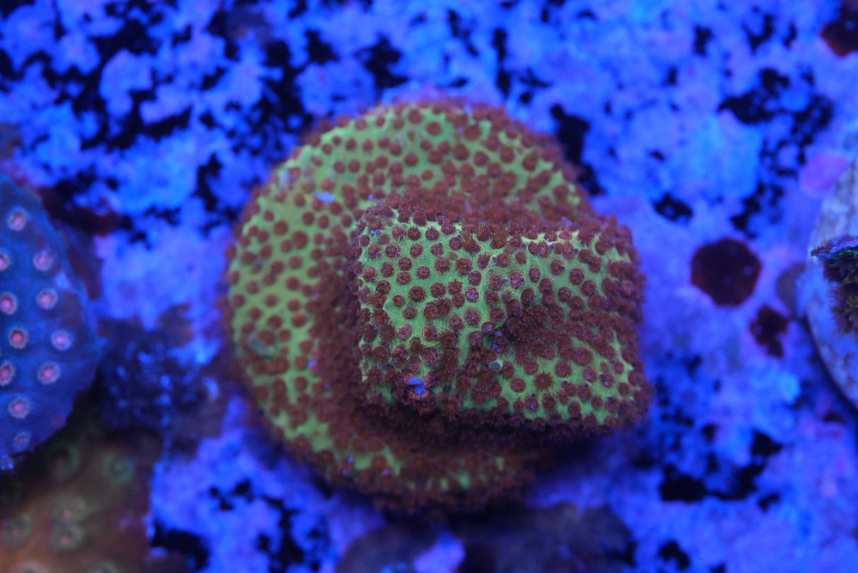 Burning banana Cyphastrea