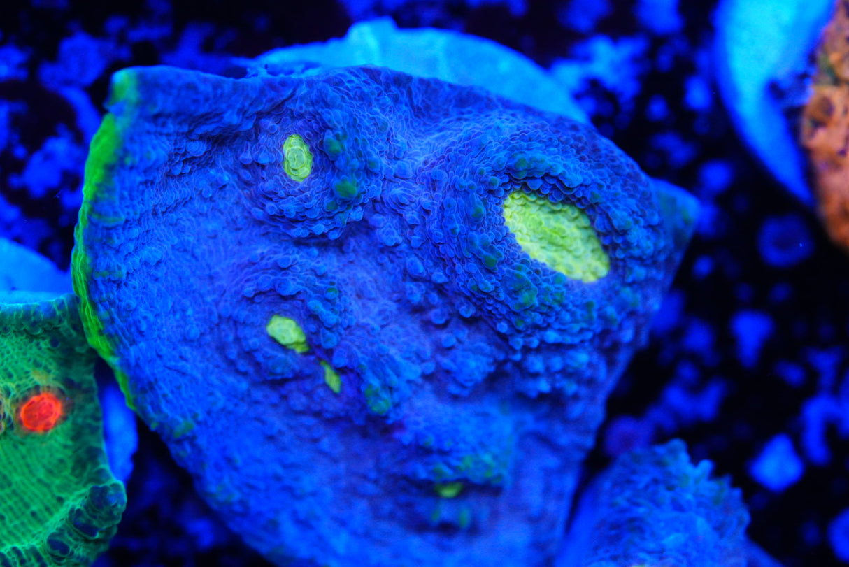 Jelly bean Chalice frags