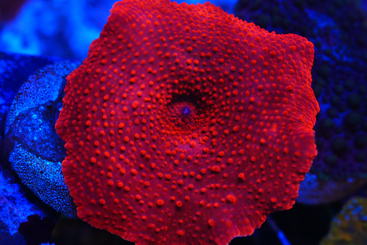 Red Discosoma