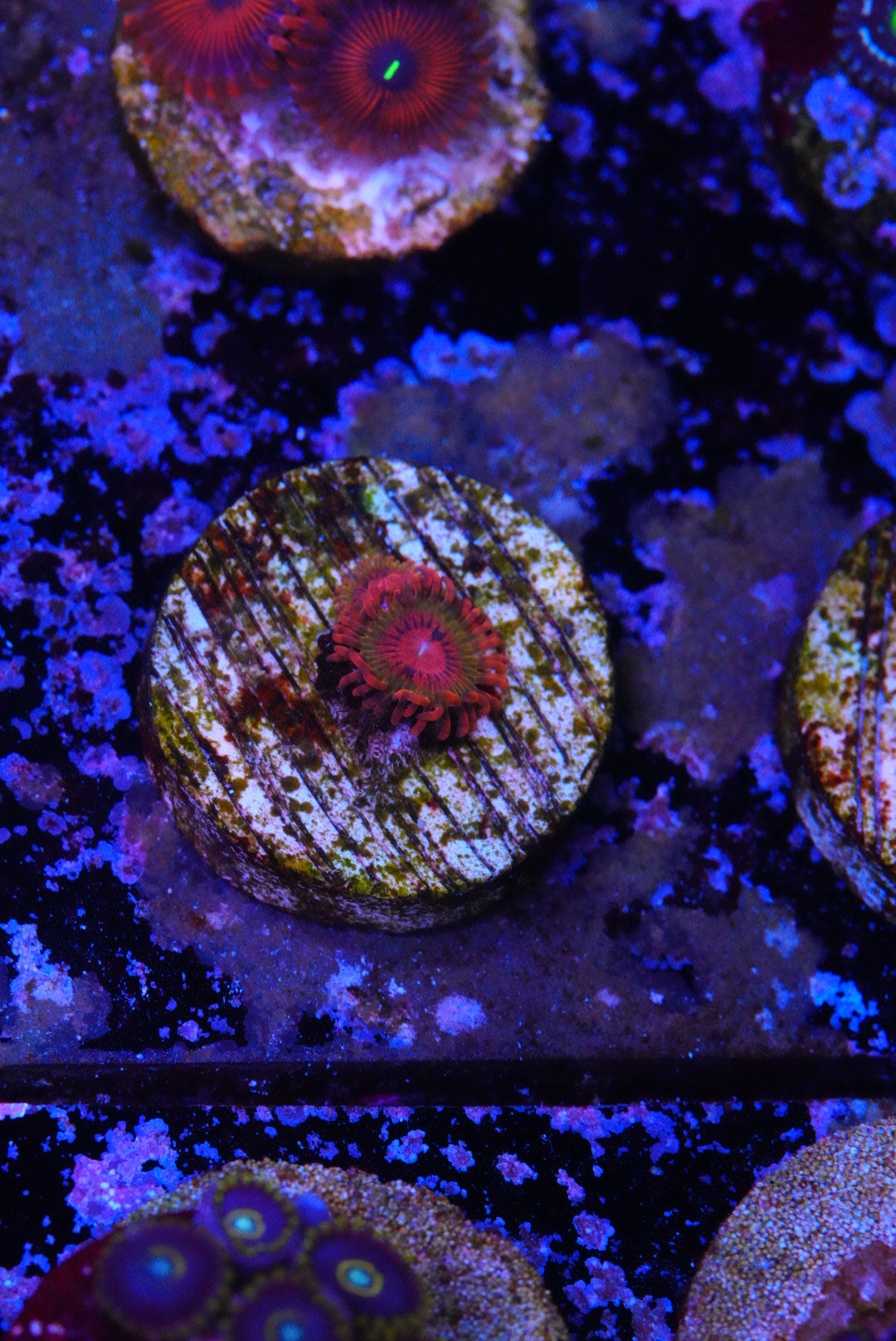 Speckled Krakatoa Zoanthid