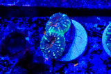 lobophyllia frags