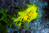 catalaphyllia