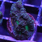 acan echinata