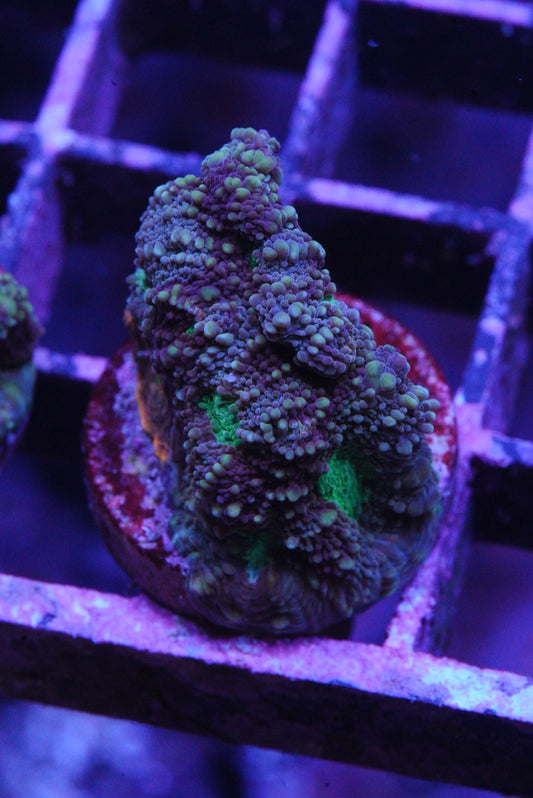 acan echinata