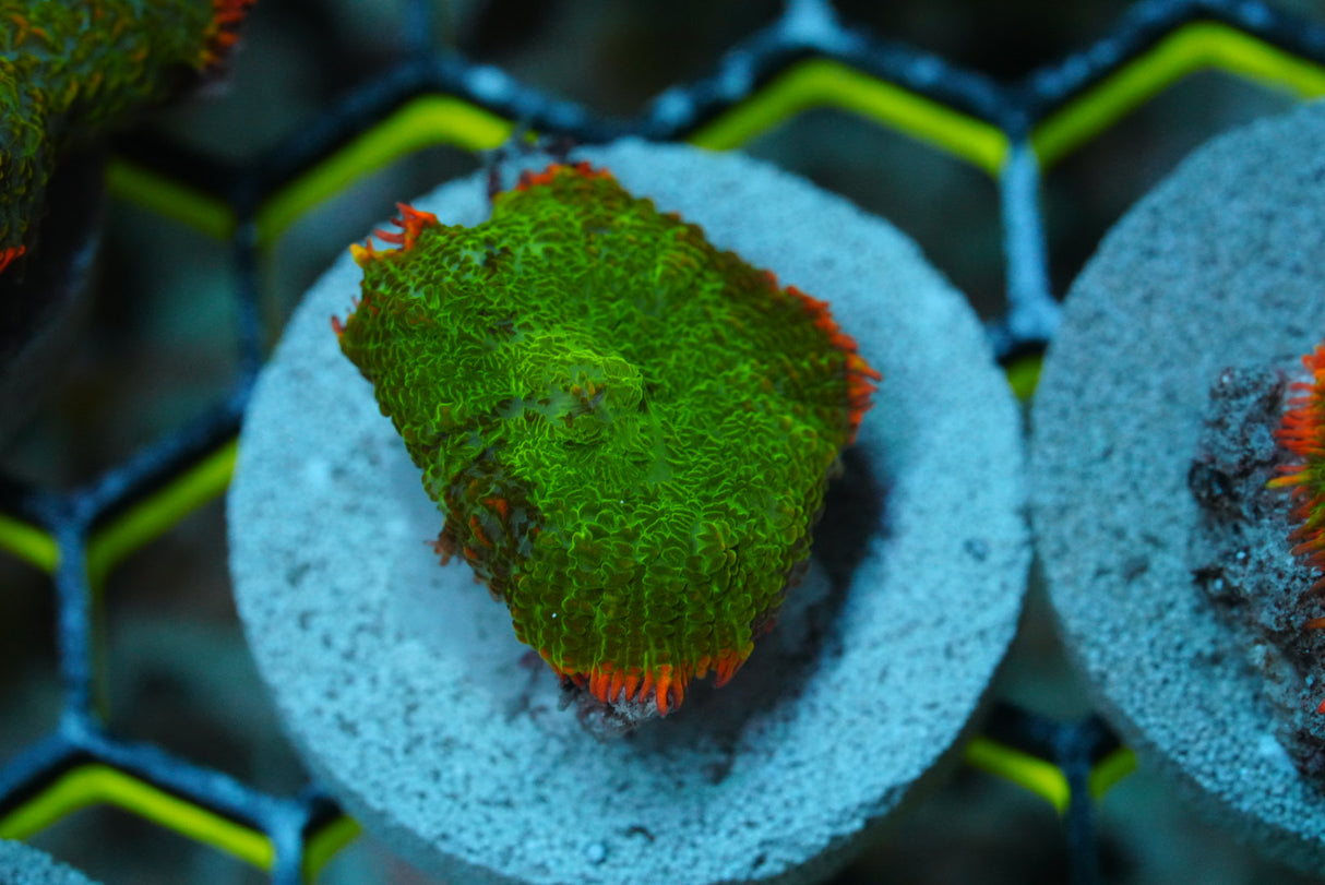 Single tequila sunrise mushroom coral