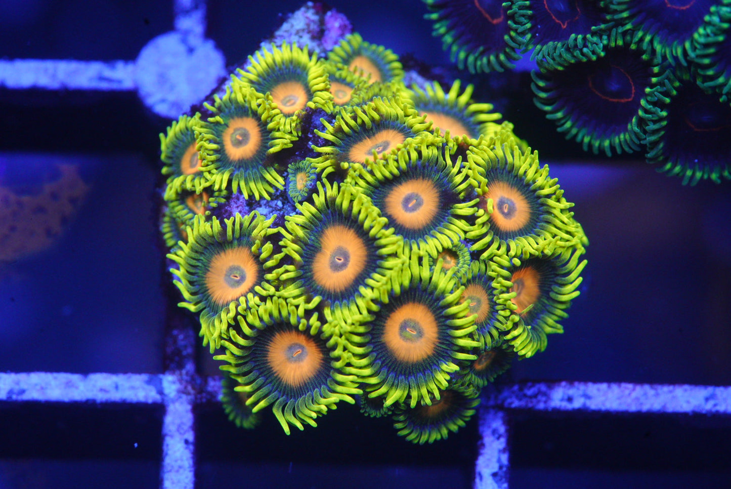 Zoa