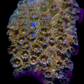 24k cyphastrea