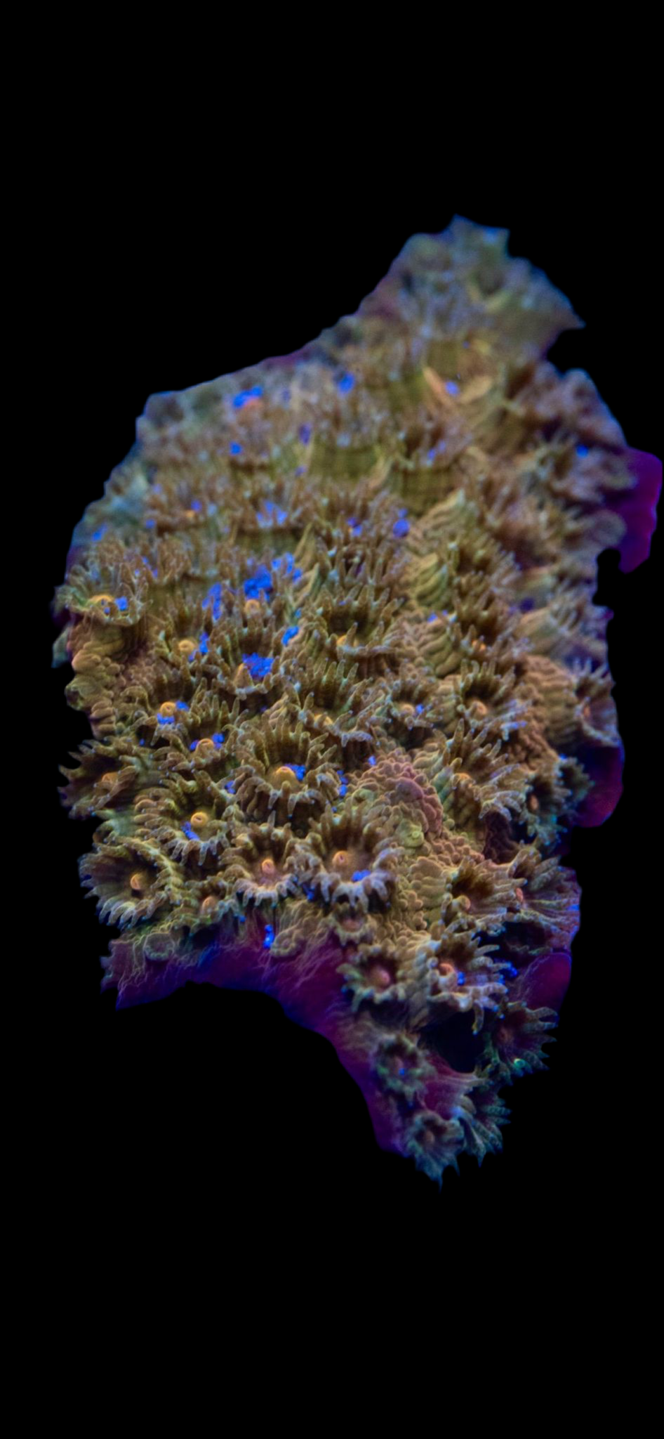 24k cyphastrea