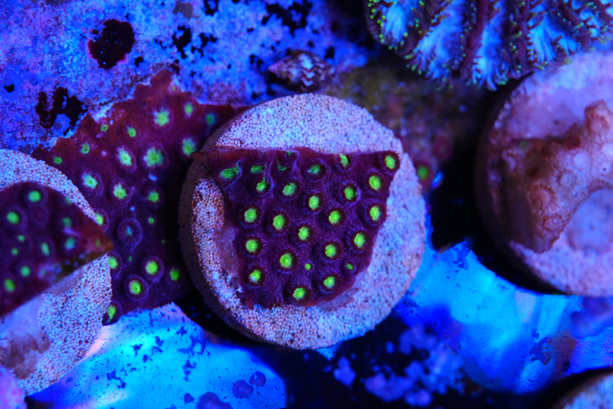 Bling bling Cyphastrea