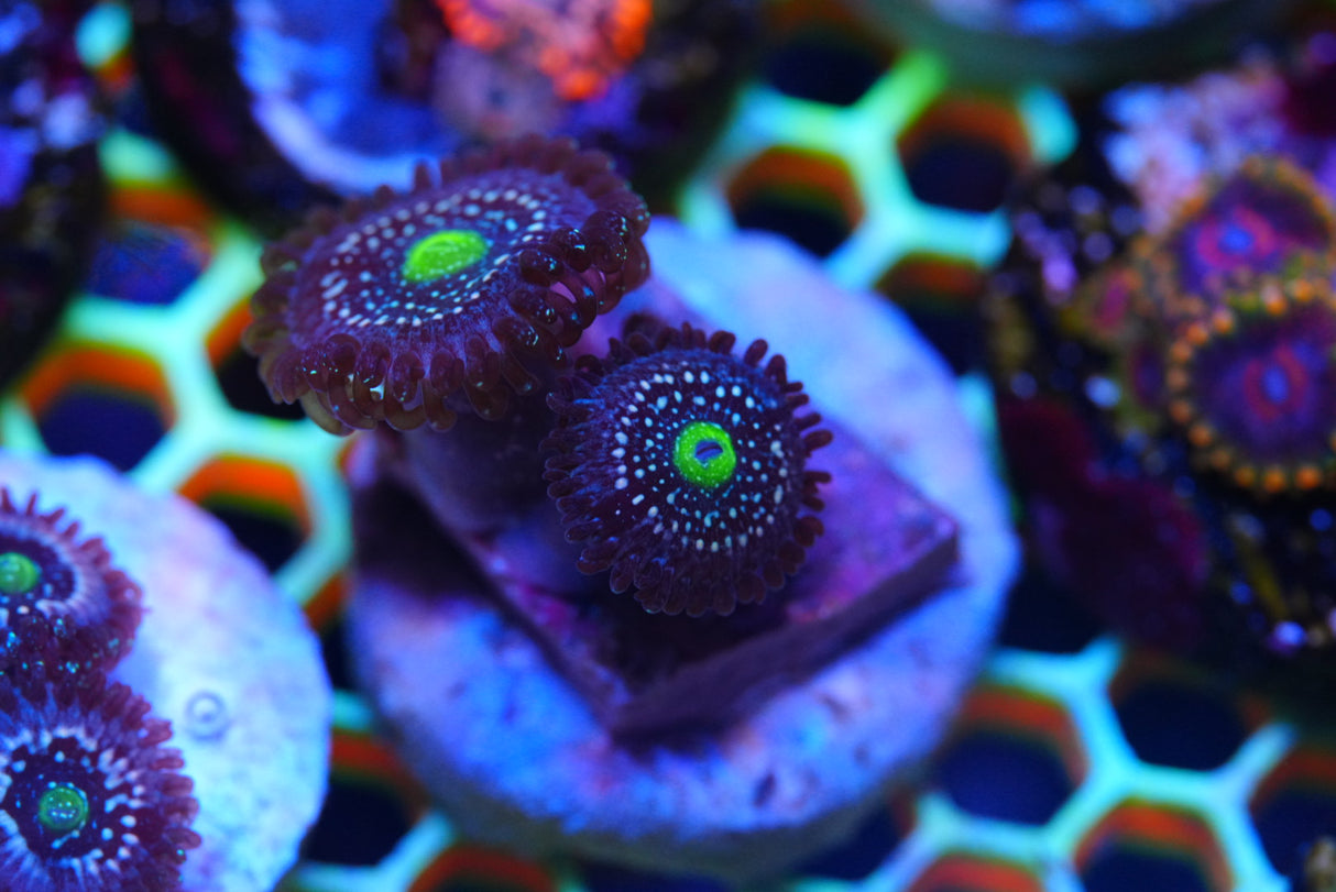 BLUE LAGOONS