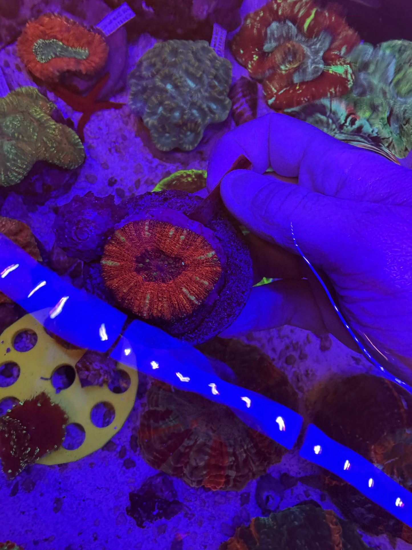 Maxima Scolymia