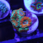 Rainbow Acan