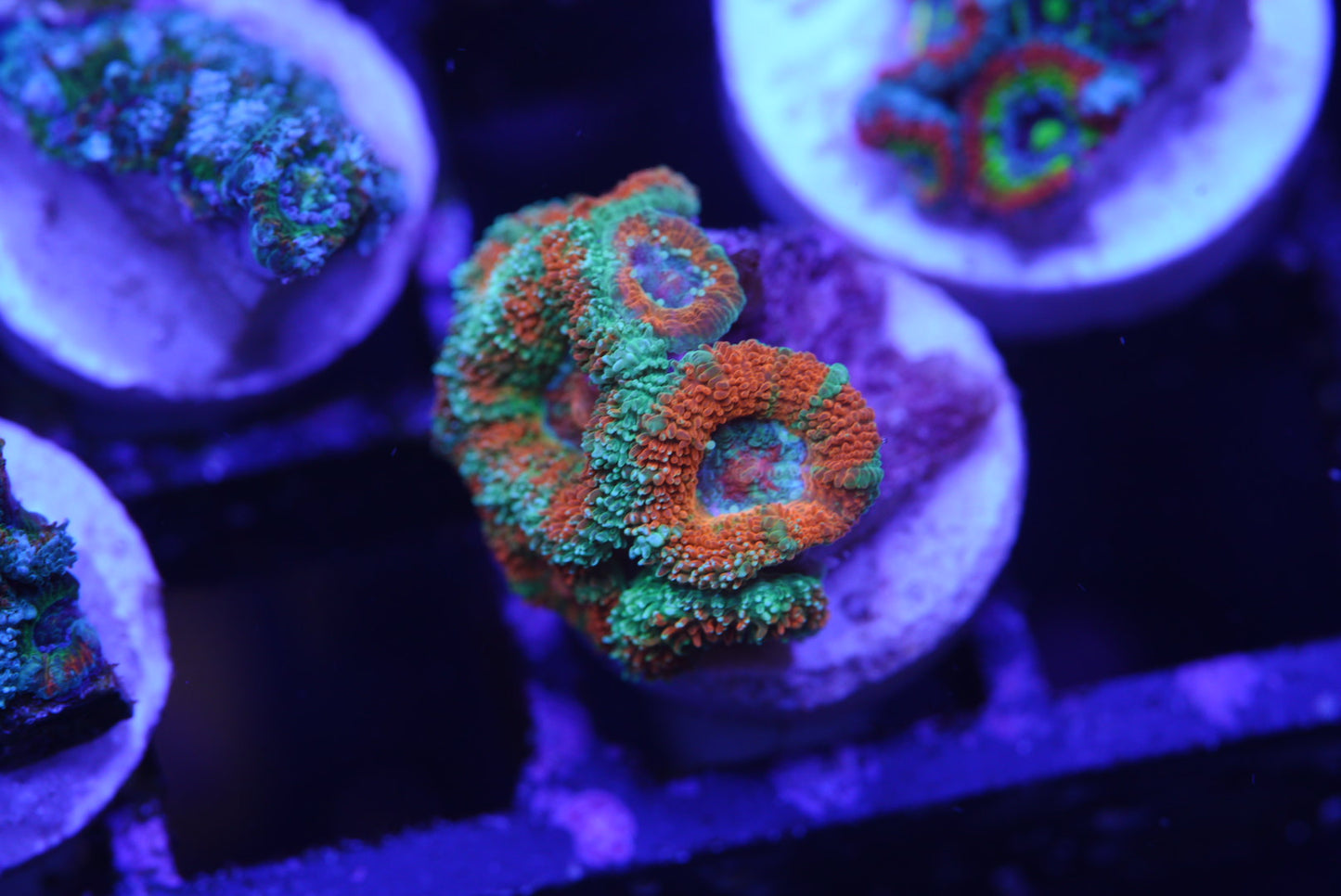 Rainbow Acan