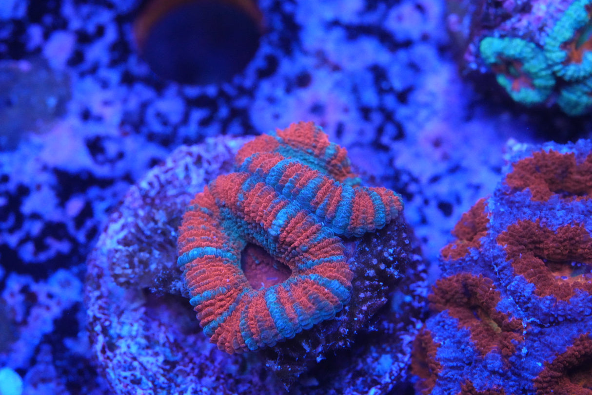 acan