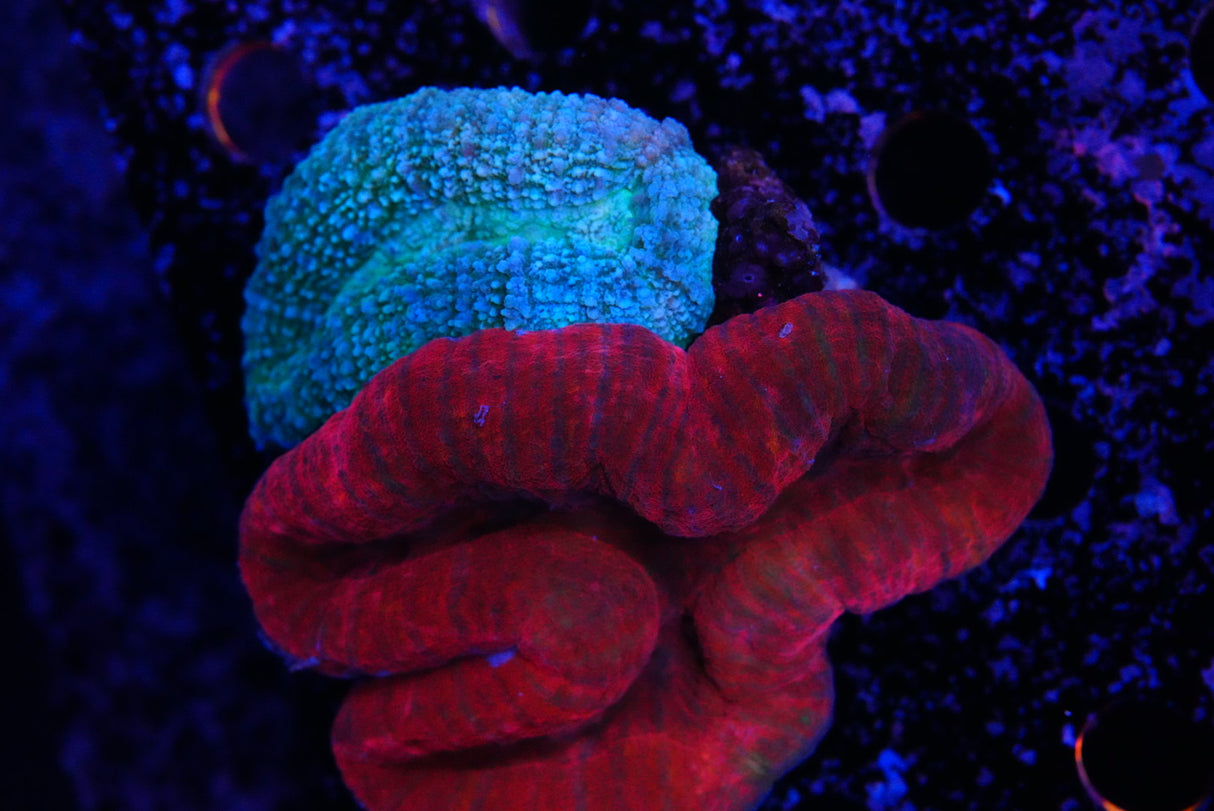 lobophyllia duo