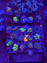 Amazing Sps colonies