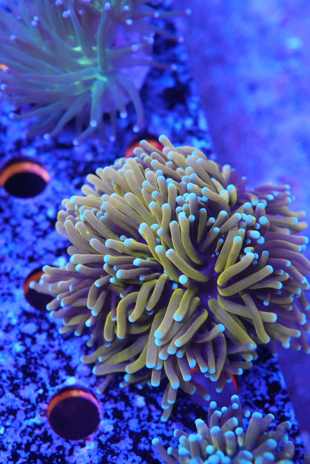 WYSIWYG torch coral