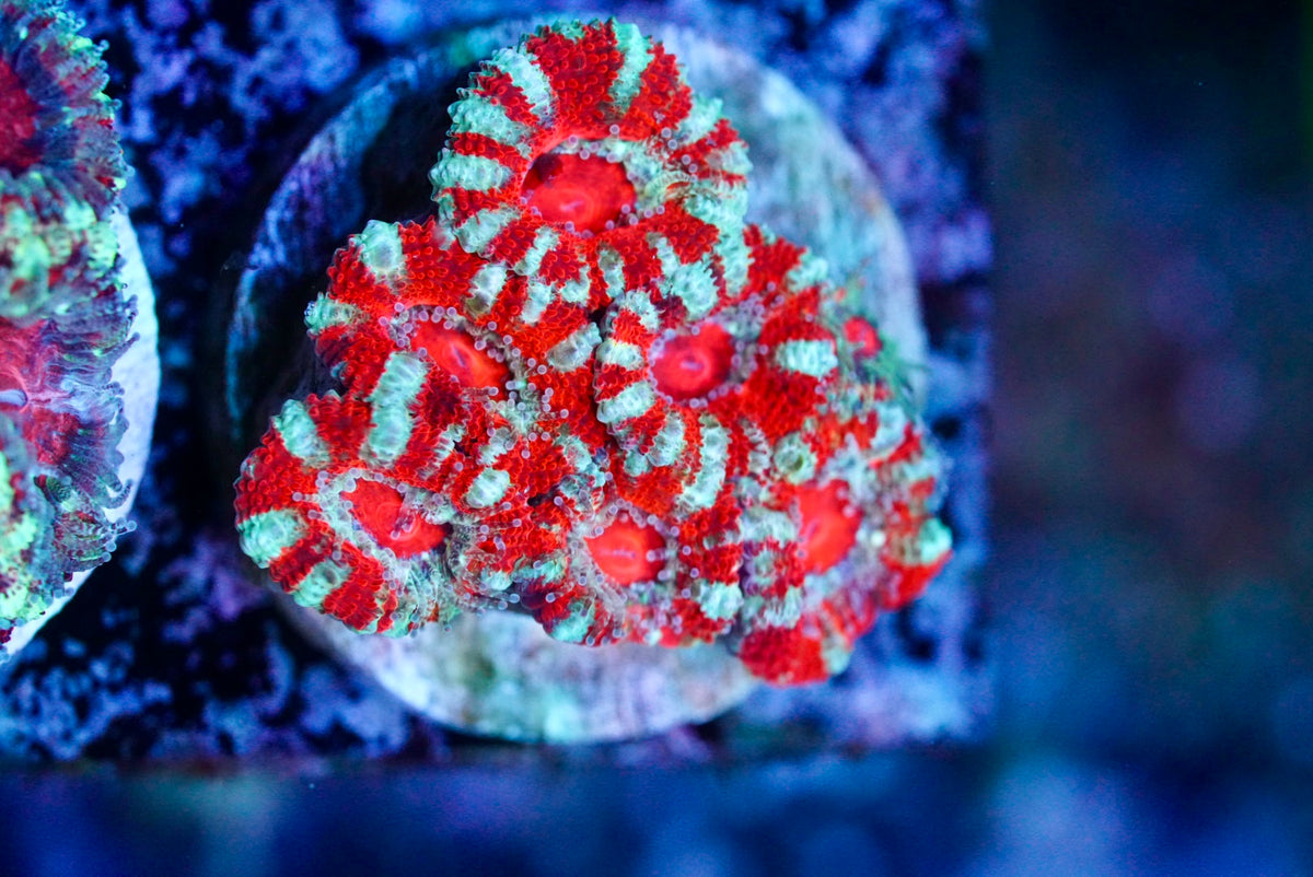 Cultured aussie acan
