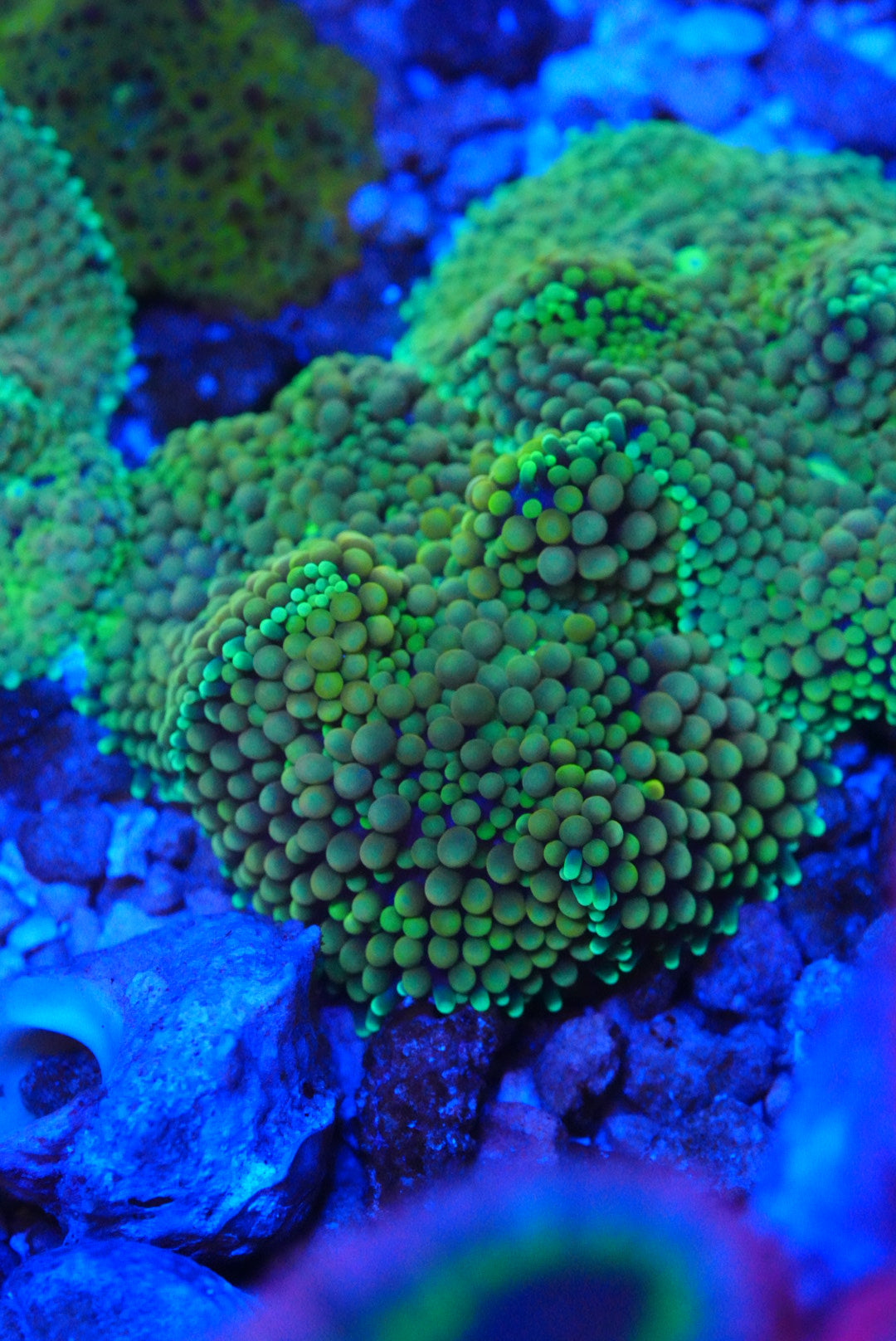 Green Florida ricordia