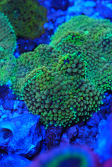 Green Florida ricordia