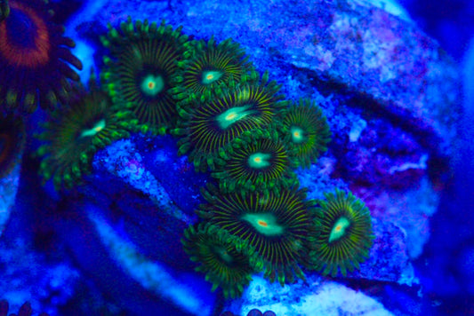 RARE ZOA