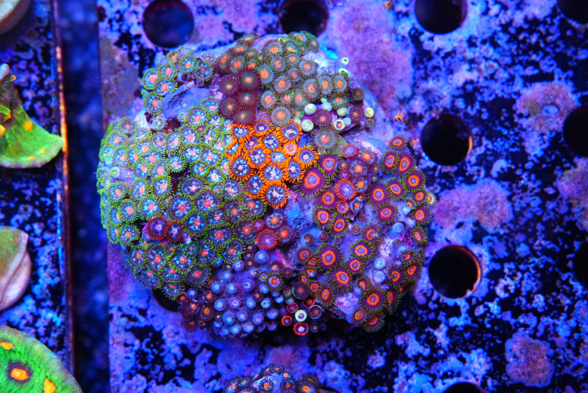 ZOA colony