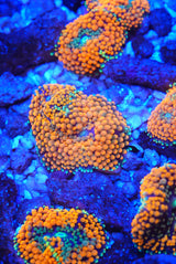 Orange Florida ricordia