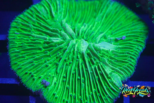 Toxic Green plate coral (Fungia)