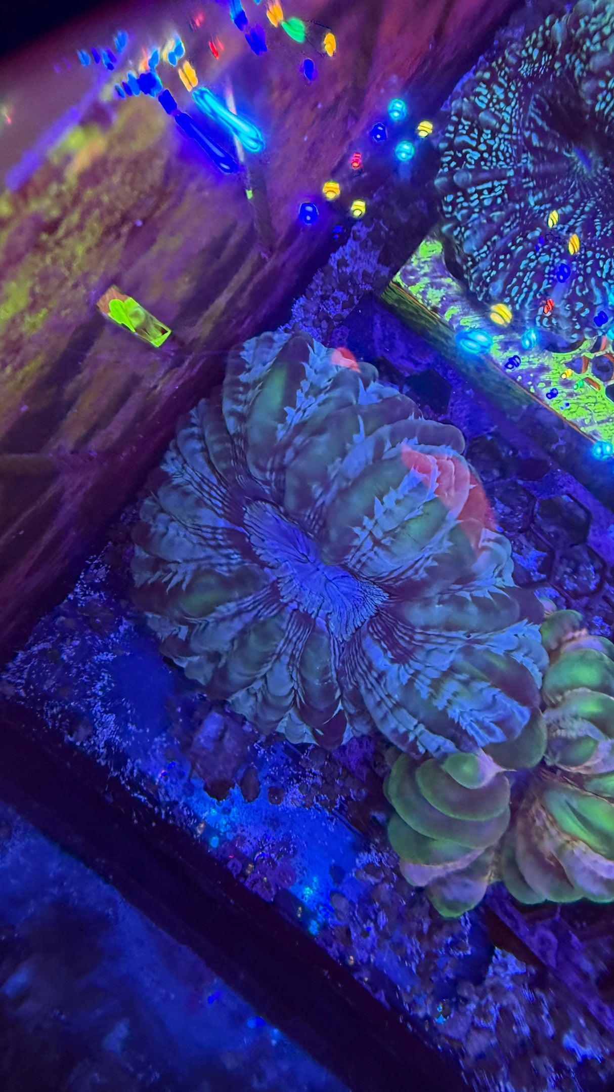 Huge stain glass cynarina