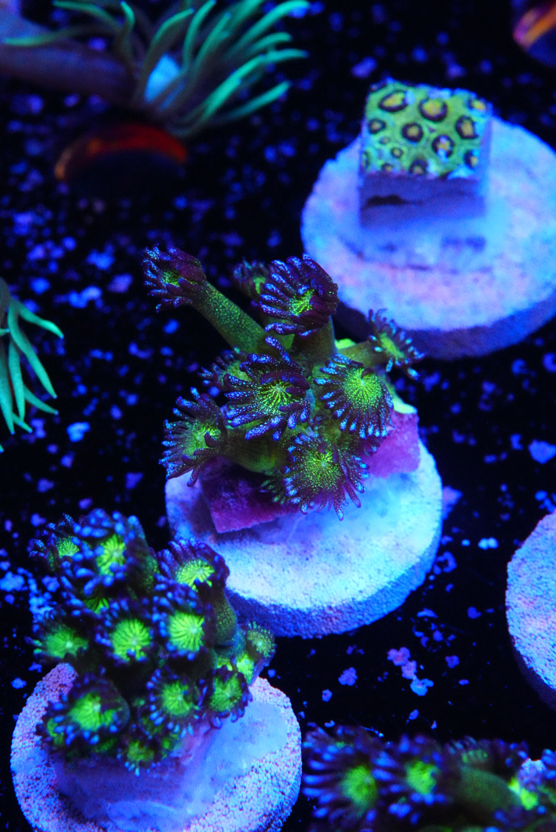 Blueberry glitter goniopora