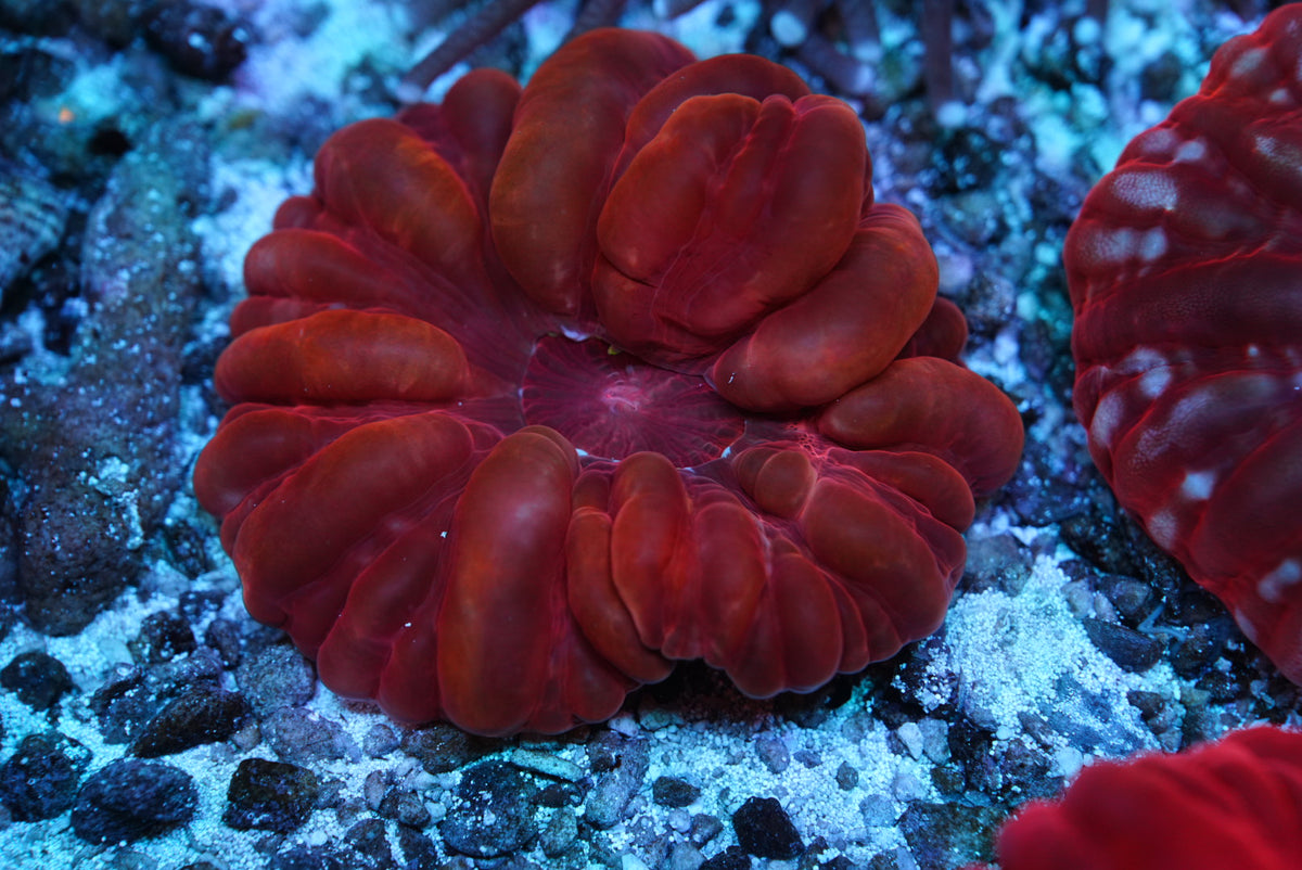 Red cynarina