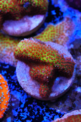Burning banana Cyphastrea
