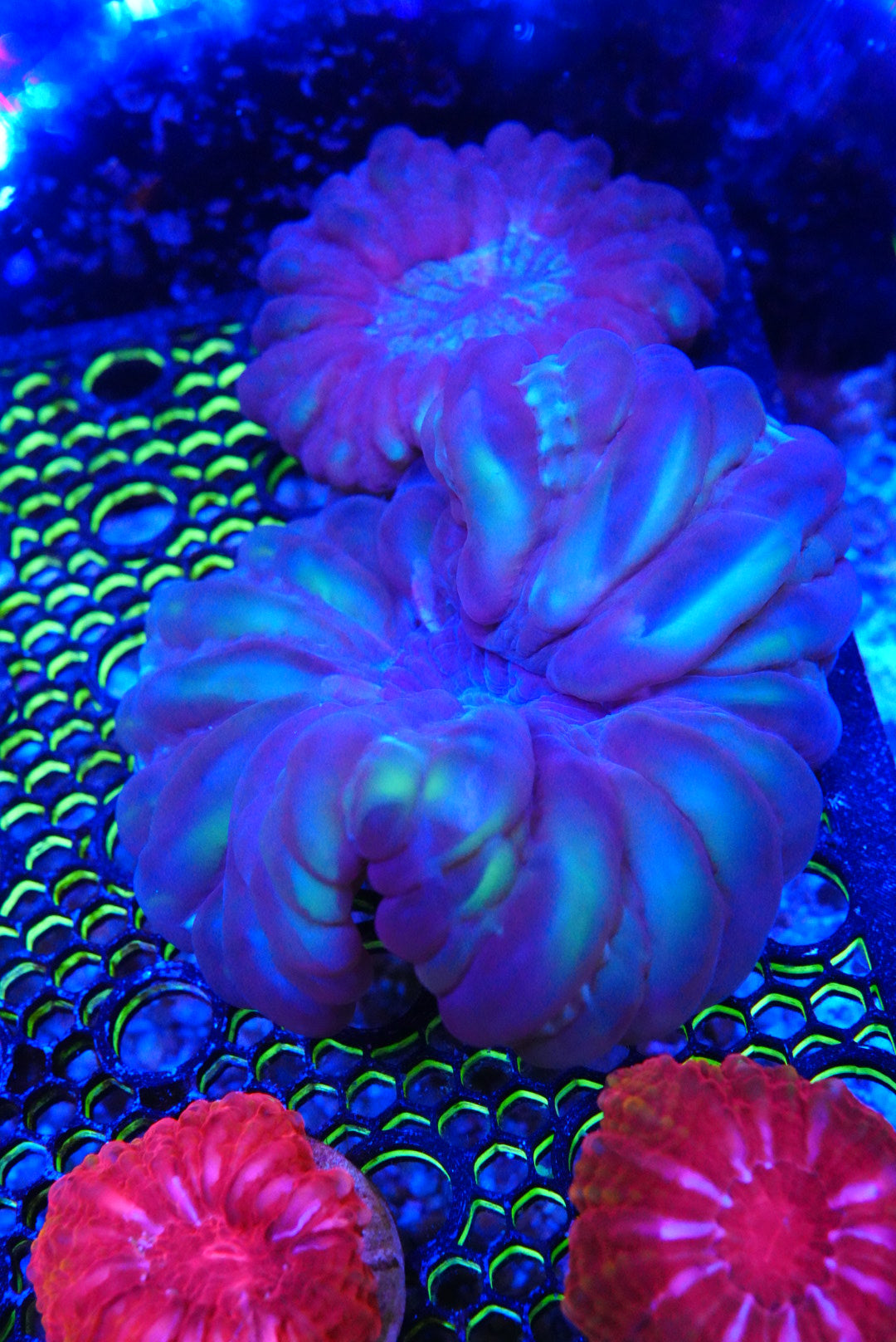 Green cynarina
