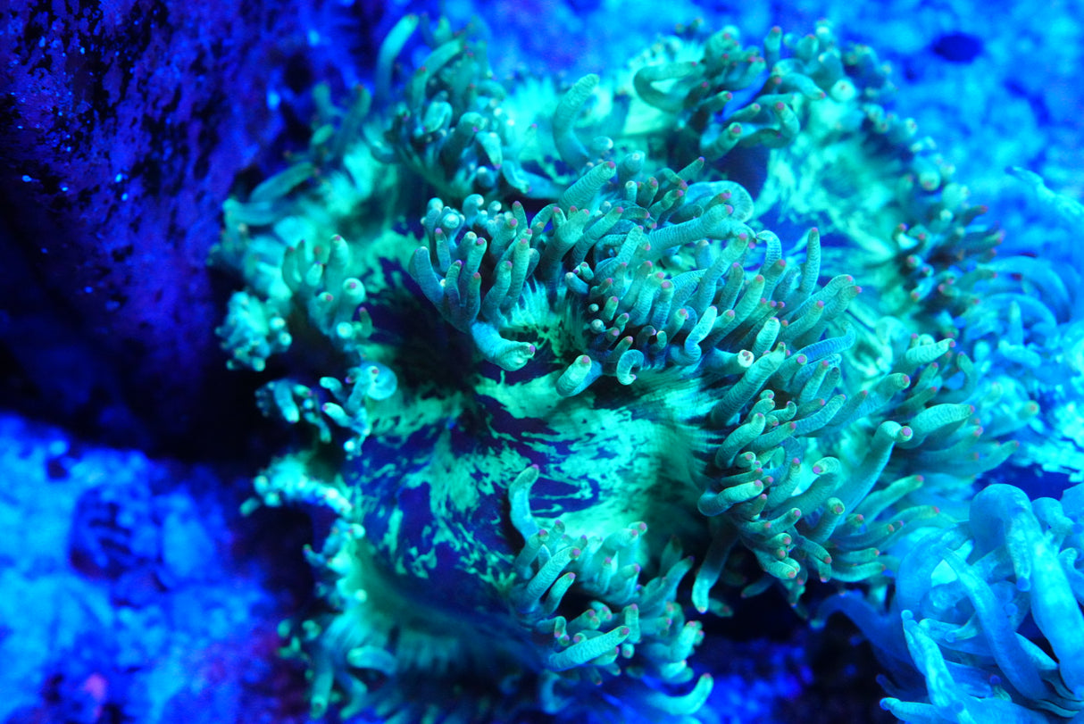 catalaphyllia