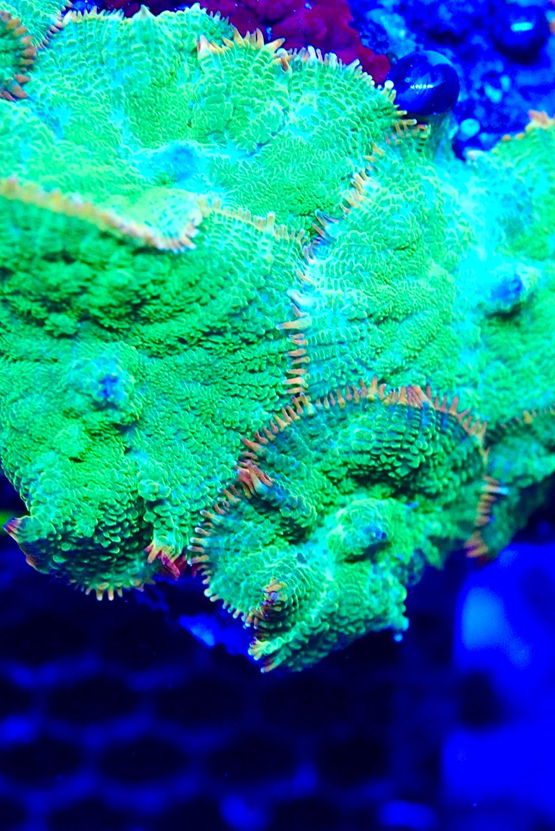 Single tequila sunrise mushroom coral