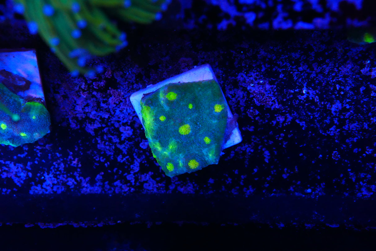 Large Jelly bean Chalice