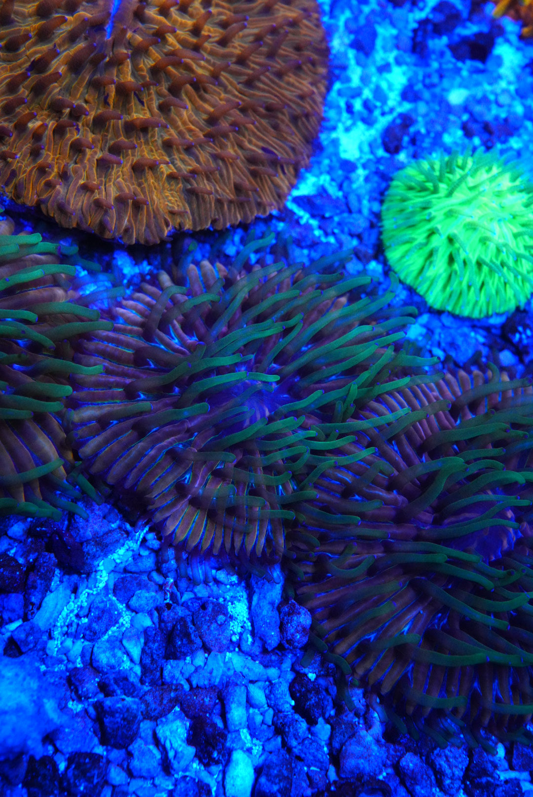 Fungia plate coral