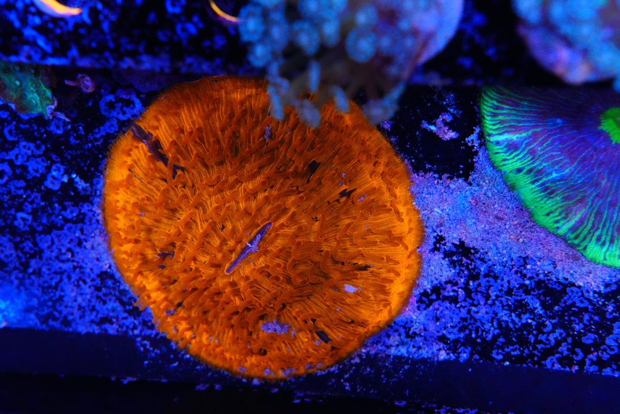 Fungia plate coral