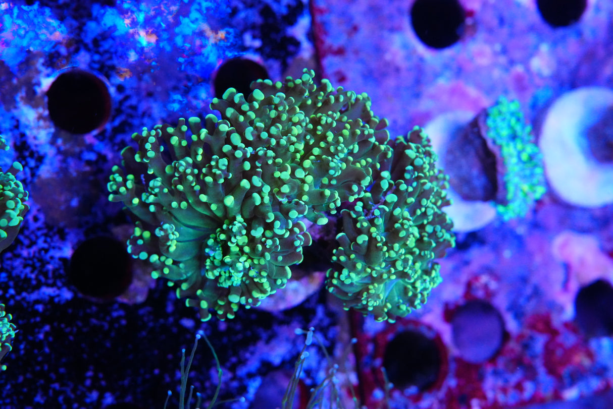 Mutant Frogspawn