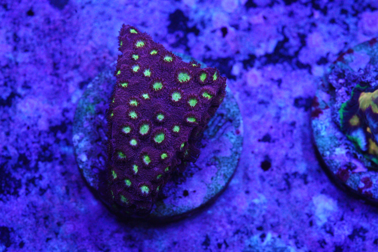 ALIEN POX cyphastrea