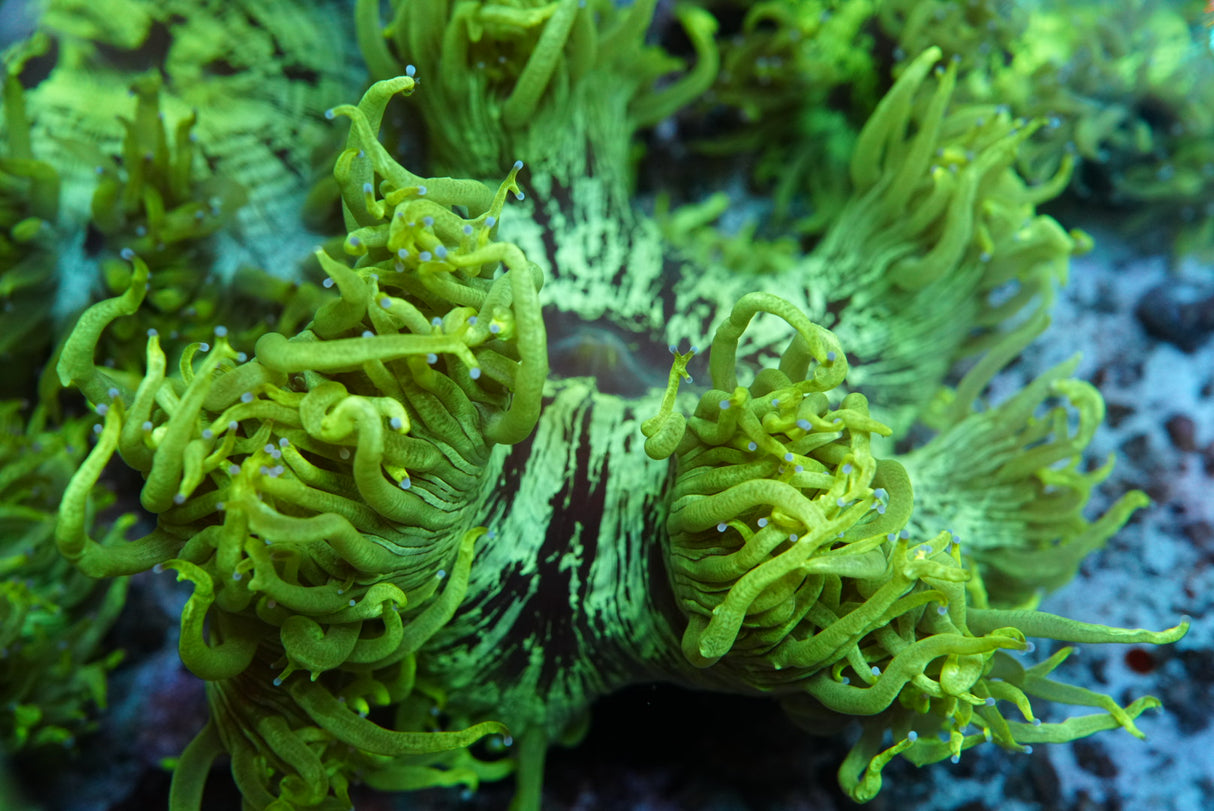 catalaphyllia