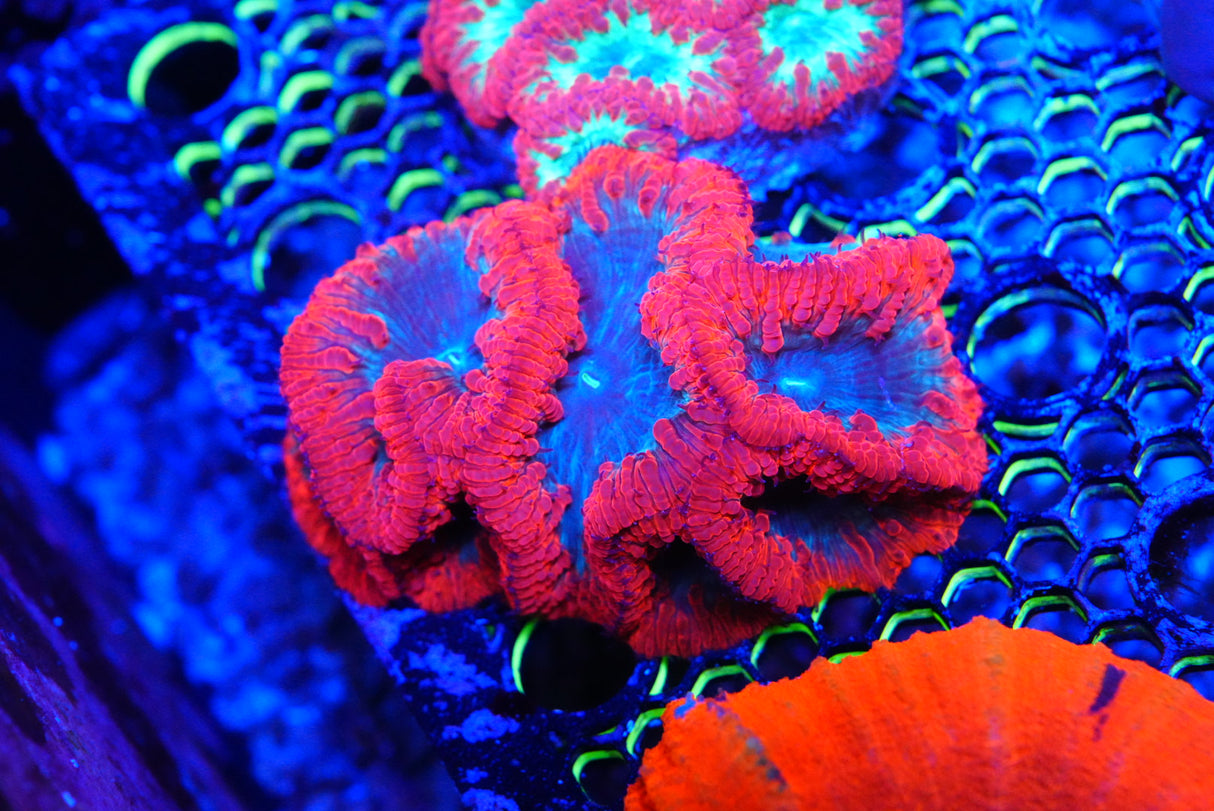 Blastomussa