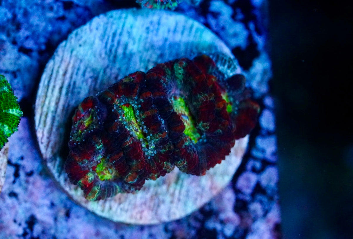 Cultured aussie acan