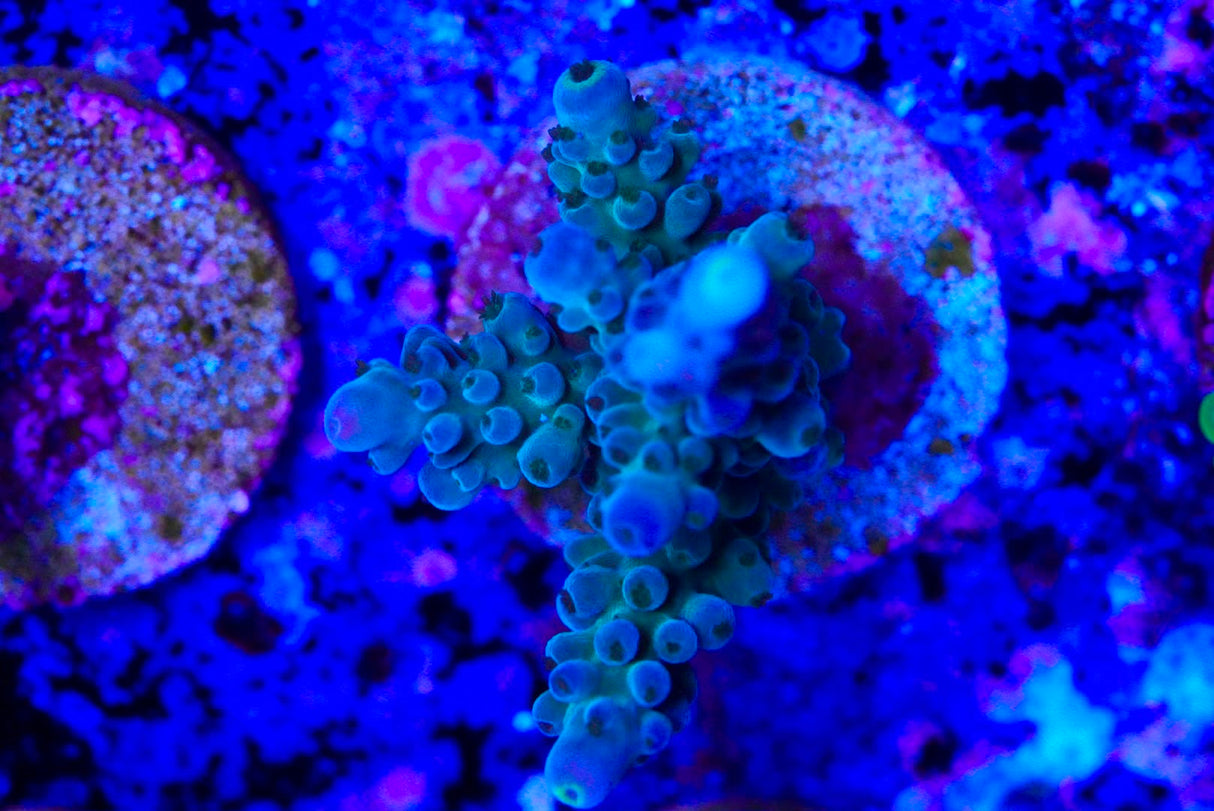 Acropora frag
