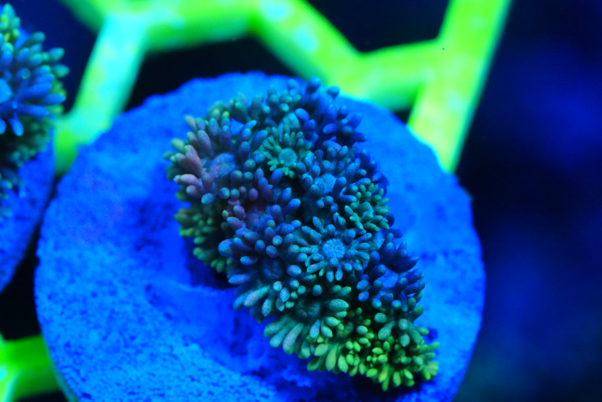 Ultra/rainbow Goniopora