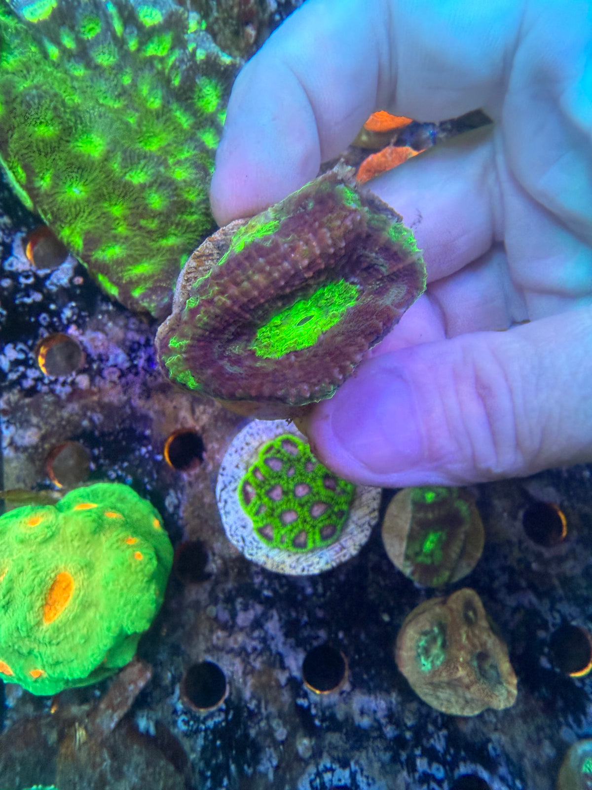 acan bowerbanki