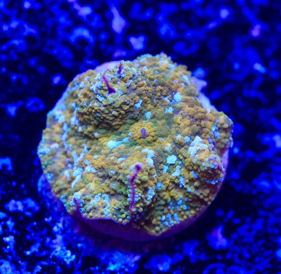 Ultra gold Discosoma