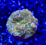 Ultra gold Discosoma