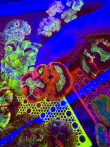 WF Tracy double! wysiwyg