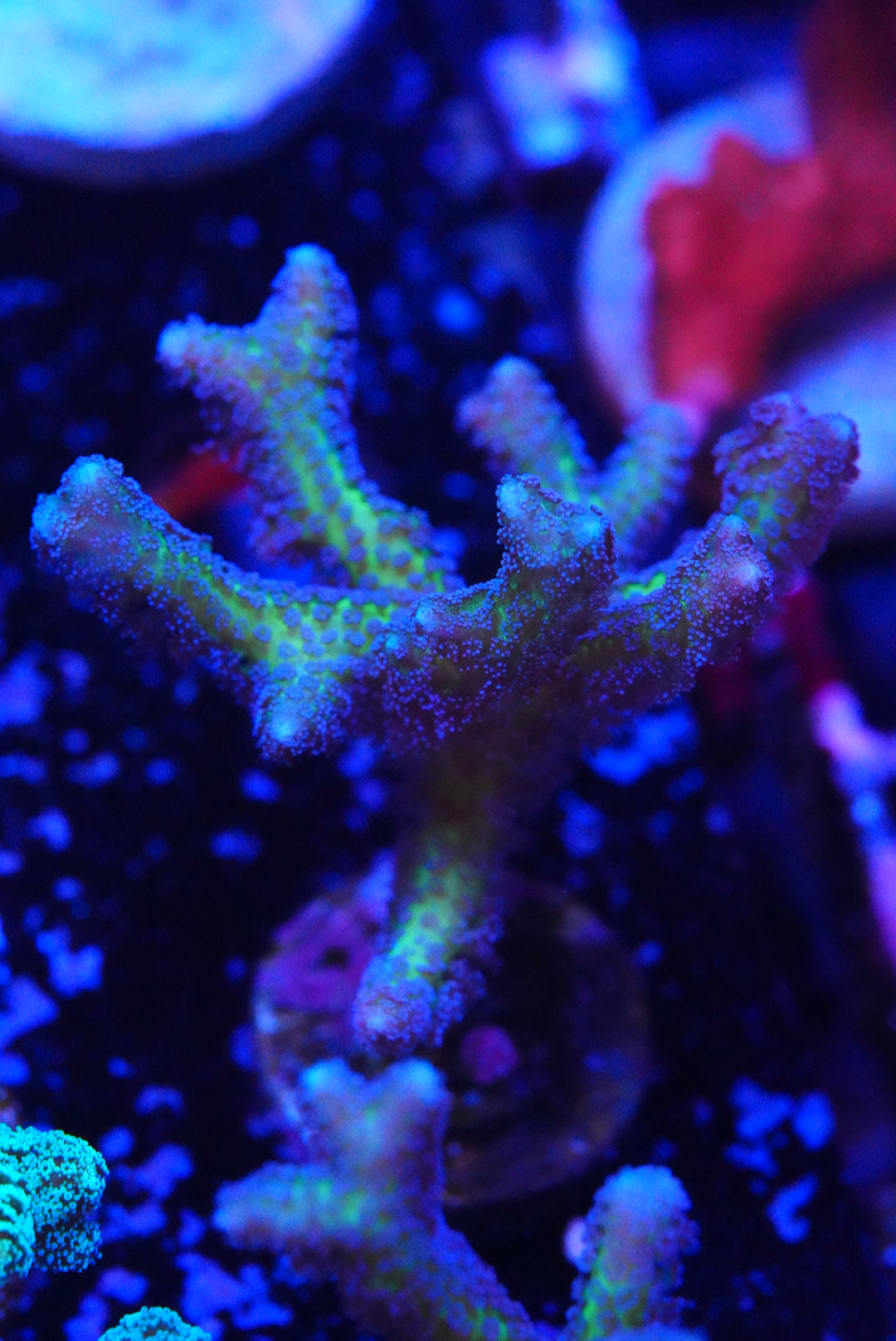 Hystrix birds nest